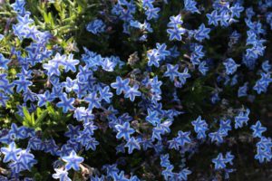 Perennials - Blue Star