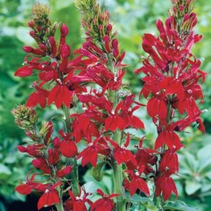 Pernennials - Cardinal Flower