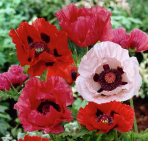 Perennials - Oriental Poppy