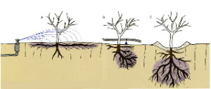 deep and shallow root plants