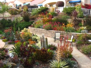 drought-tolerant-garden