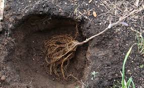bare root planting