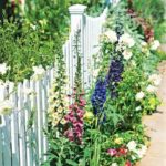 foxglove and european lilly bells