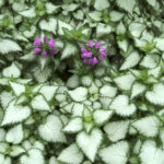 purple dragon dead nettle