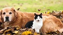 Keep animals safe in your garden