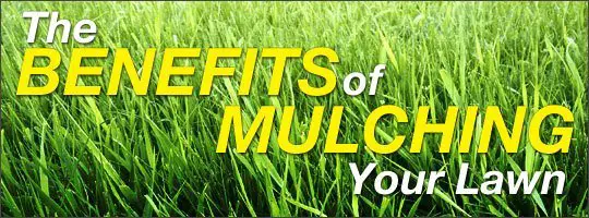 What are the benefits of mulching?