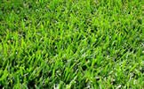 Bermuda grass causes scratching and itching in a majority of pets