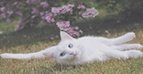 Cats especially love rummaging in the garden