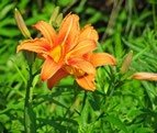 Orange daylily, like all others, is dangerous for pets