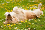 Cats & dogs tend to roll in grass and flowers and thus pick up pollen