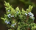 juniper berries