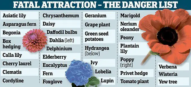 Plants that can kill your pet