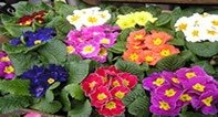 primrose flowers look beautiful but cause terrible symptoms in pets