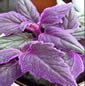 purple leaf plant is an irritant