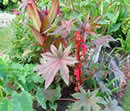 red castor bean plant is poisonous to pets