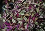 The Wandering Jew adds colour to the garden but harms pets