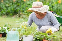 senior lady gardening