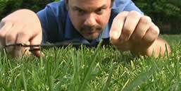 cutting grass with scissor - how to cut grass without a lawnmower