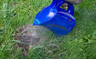 don't use boiling water - how to get rid of ant hills in the lawn