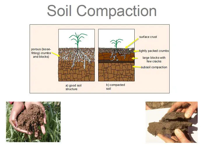 soil compaction - best way to aerate lawn