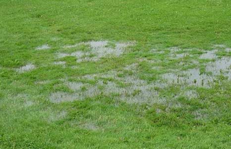 A Waterlogged lawn in need of aeration