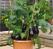 Eggplant- how to grow vegetables in pots at home