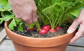 Radish plants in pot - how to grow vegetables in pots at home