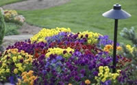 color coordinated annuals in garden