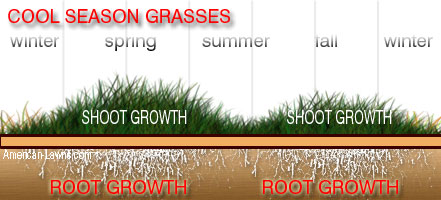 cool season grass - when is the best time to dethatch your lawn
