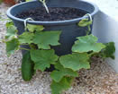 cucumber - how to grow vegetables in pots at home