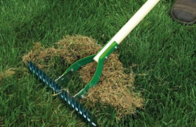 de-thatching with scarifying rake