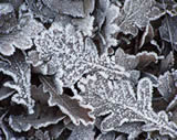 hoarfrost on leaves