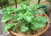 kale- how to grow vegetables in pots at home