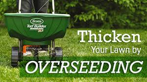 lawn overseeding - best time to aerate and overseed