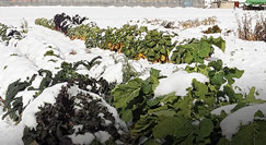 ohio winter vegetables
