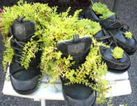 shoes used as plant pots - how to grow vegetables in pots at home