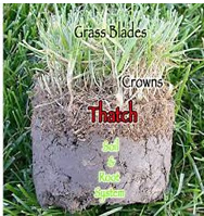 thatch-build-up - when is the best time to dethatch your lawn