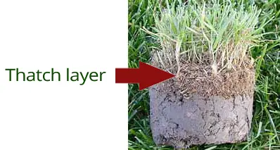 thatch layer - how to aerate lawn by hand