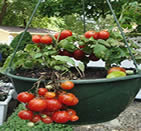 tomatoes - how to grow vegetables in pots at home