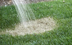 watering dry lawn - best time to aerate and overseed