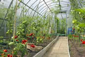 winter vegetable growth in greenhouse