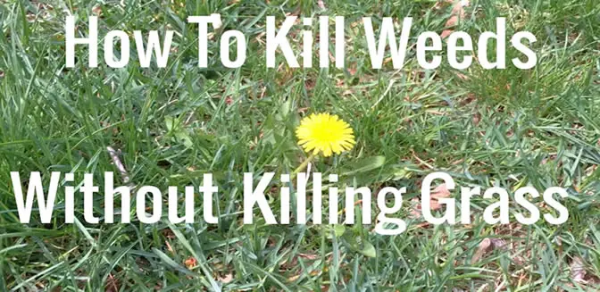 How to Get Rid of a Lawn Full Of Weeds