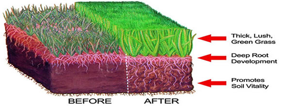 proper fertilization of lawn grass