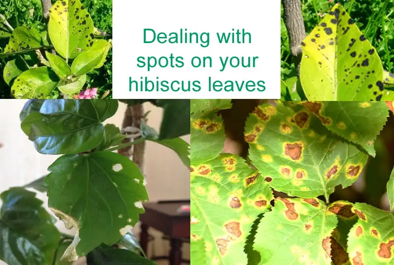 Brown and black spots on hibiscus leaves