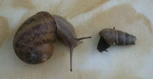 Brown snail beside decollate snail
