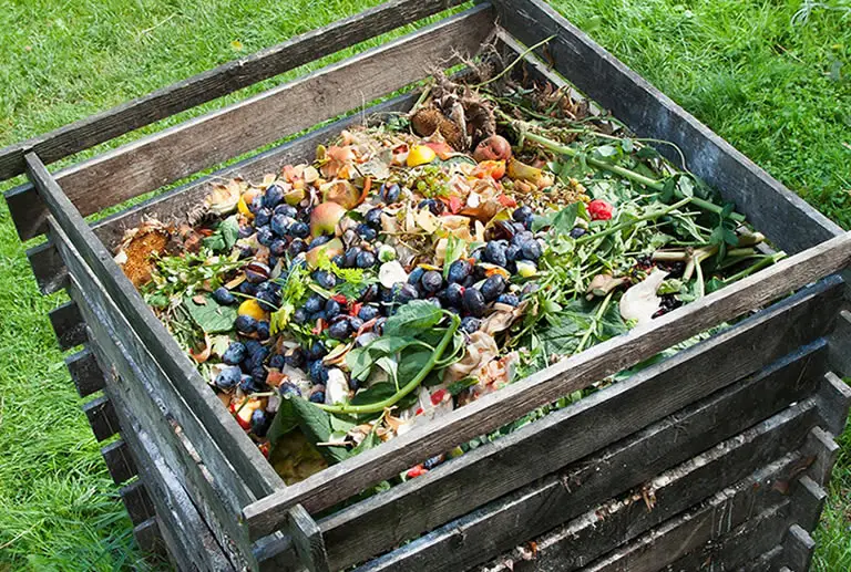 Compost with potatoes in it