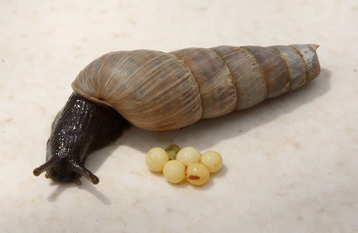 Decollate snail with eggs