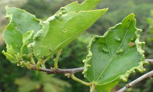 Hibiscus mite damage on leaf