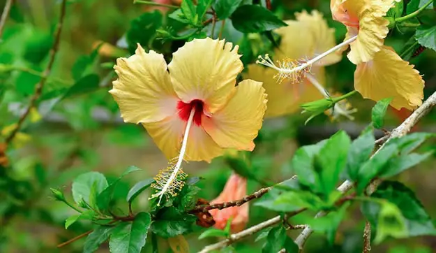 Hibiscus