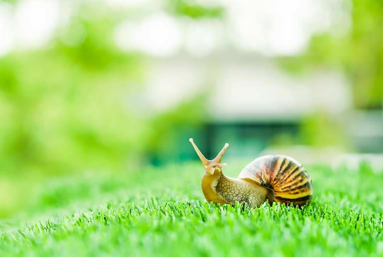 Snail sitting on manicured lawn